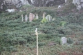 Overgrown, September 2008.